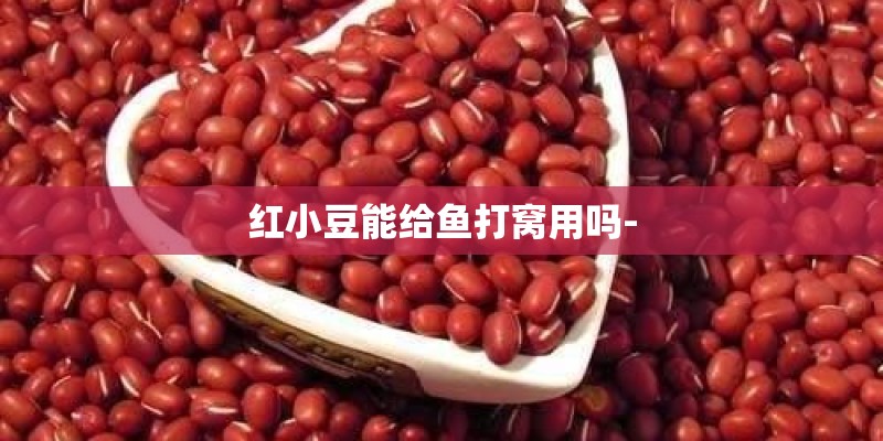 红小豆能给鱼打窝用吗-
