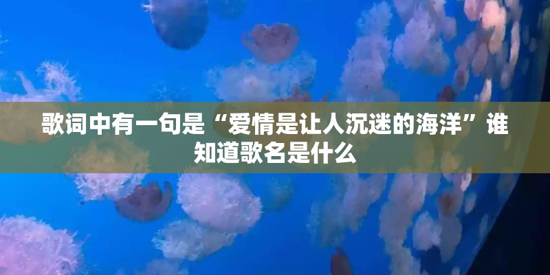 歌词中有一句是“爱情是让人沉迷的海洋”谁知道歌名是什么
