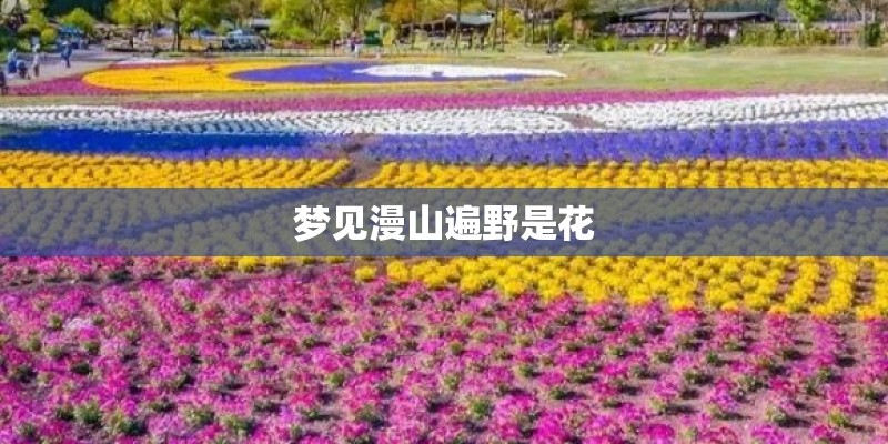 梦见漫山遍野是花