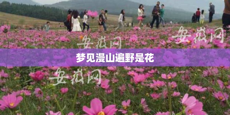 梦见漫山遍野是花