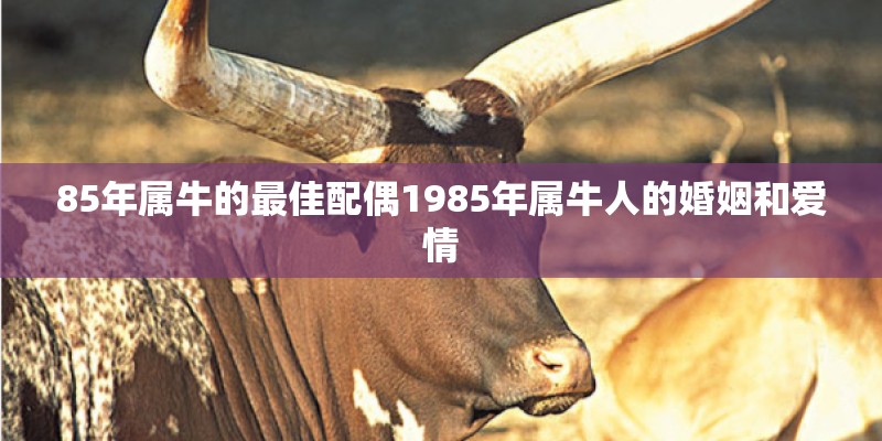 85年属牛的最佳配偶1985年属牛人的婚姻和爱情