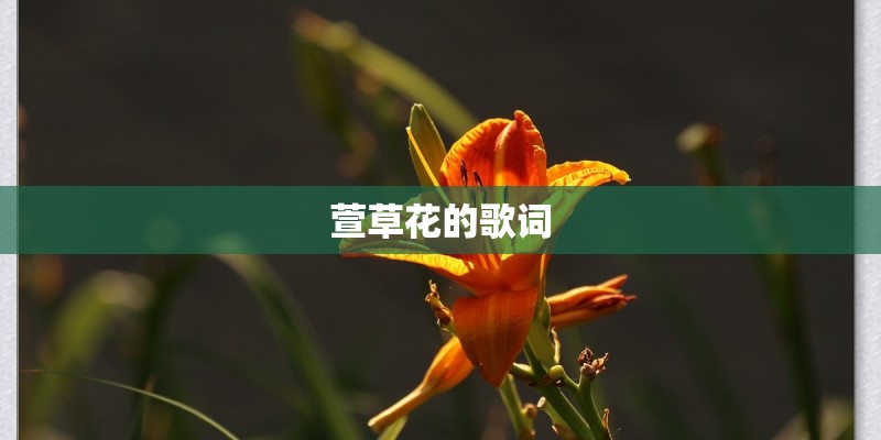 萱草花的歌词